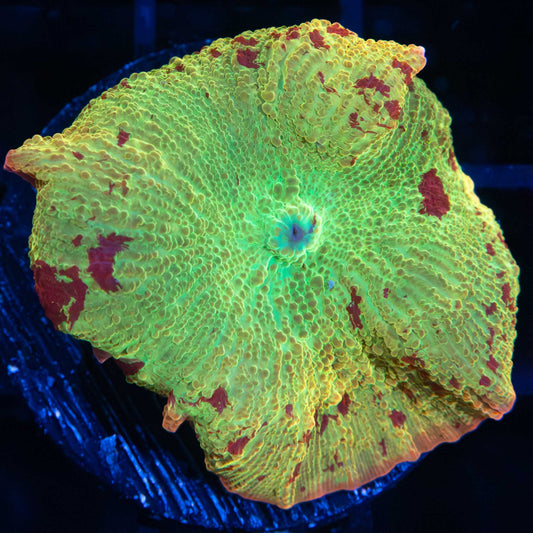 XL Jawbreaker Mushroom