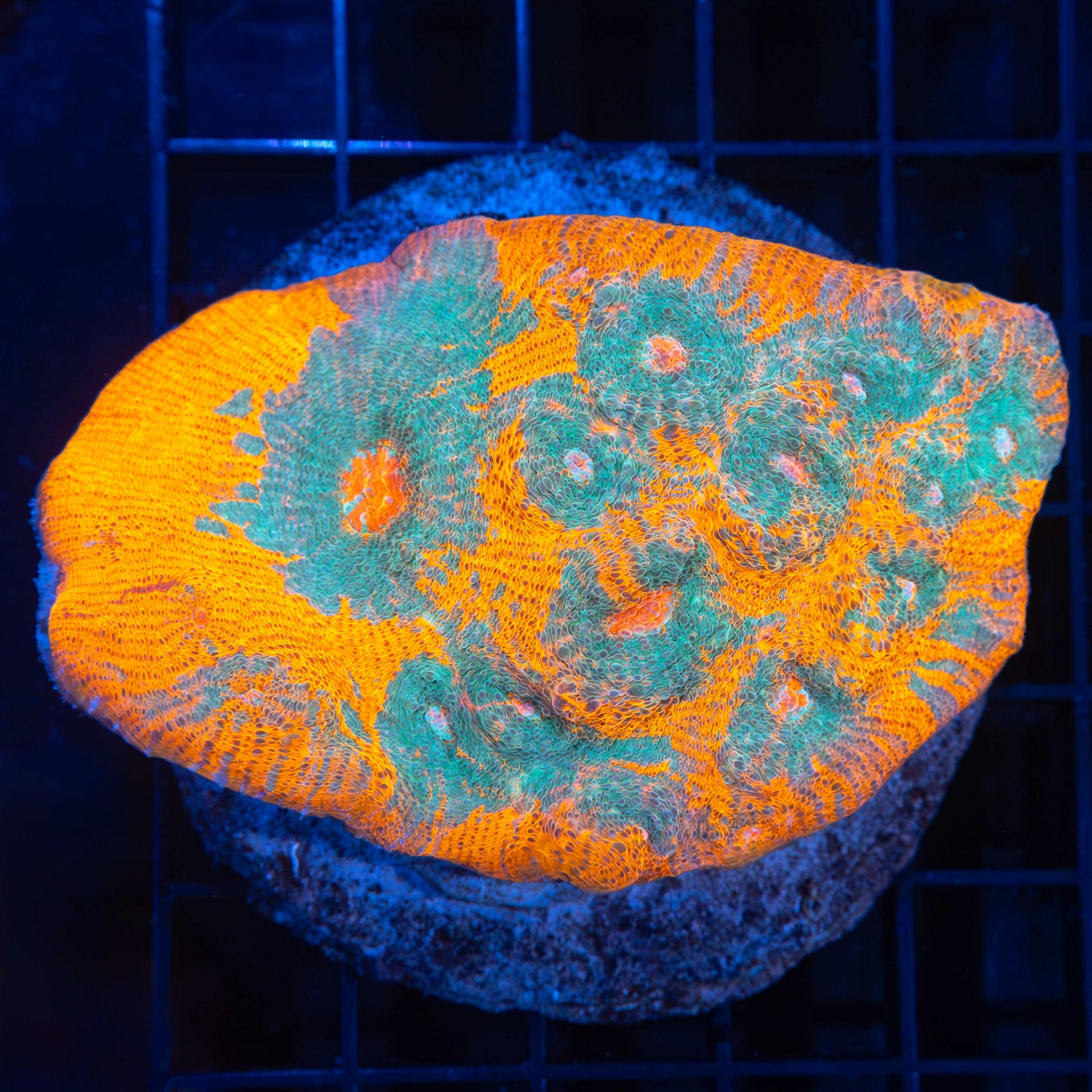 Large Goku Chalice 4"