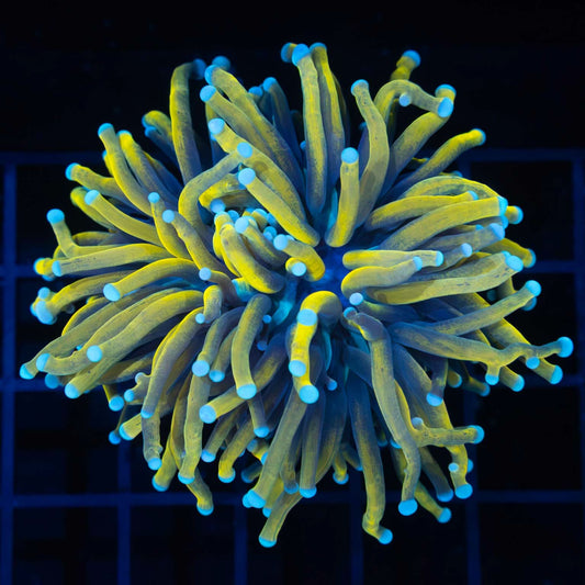 Large Malay Ultra 24K Gold Torch Coral