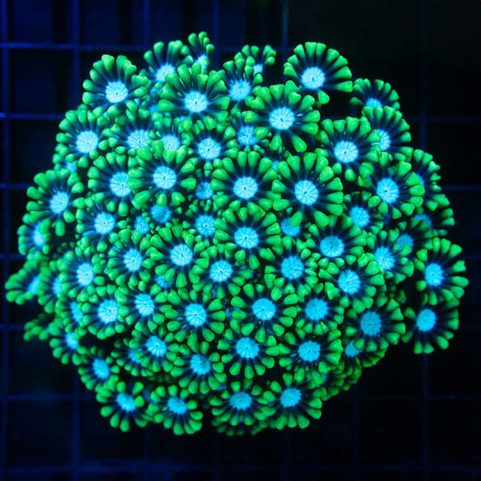 Blue Green Alveopora Colony 4.5"