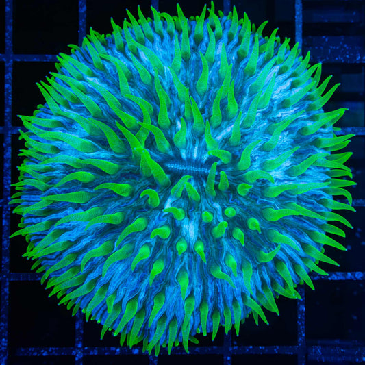 Neon Tentacle Plate Coral 2.75"