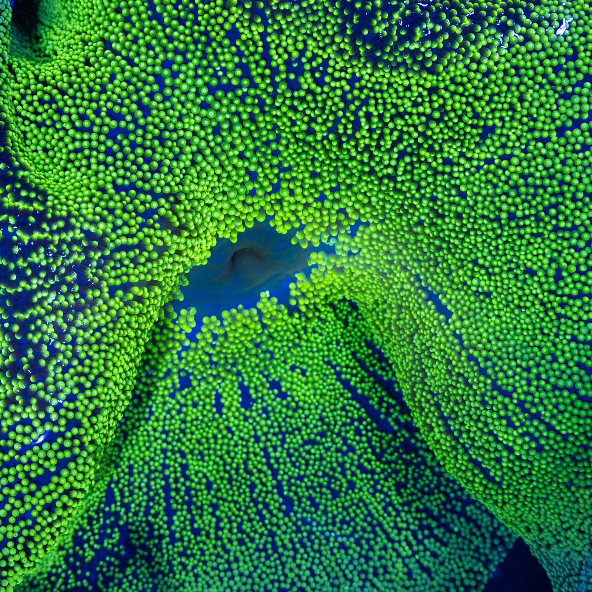 Green Carpet Anemone 12"