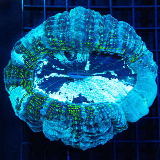 Green Glitter Acanthophyllia 4.5"