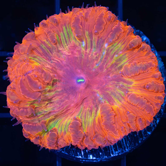 Ironman Blasto Vivida 1.5"+ (Rare)