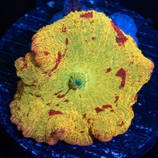 XL Eclectus Mushroom