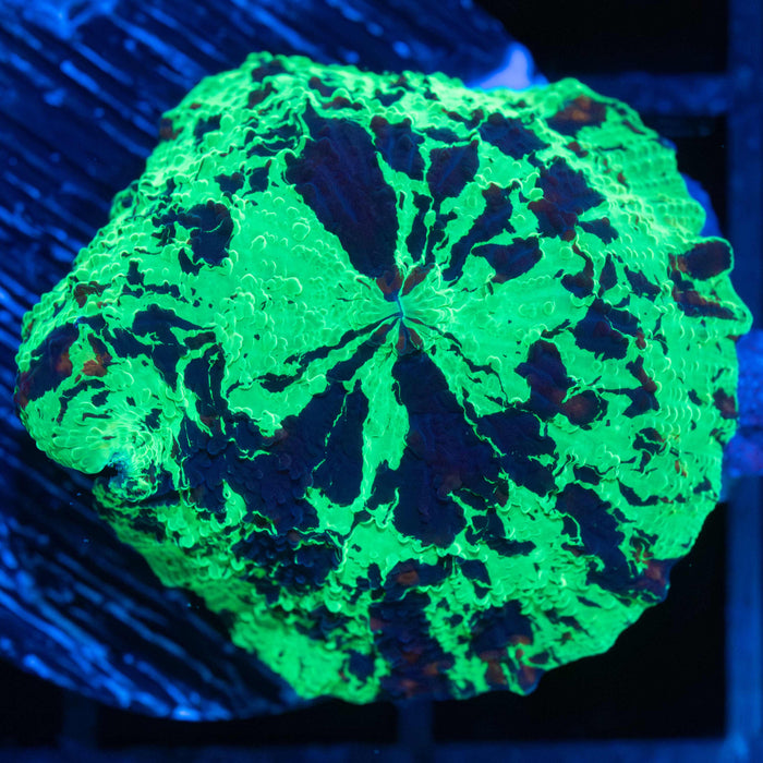Kryptonite