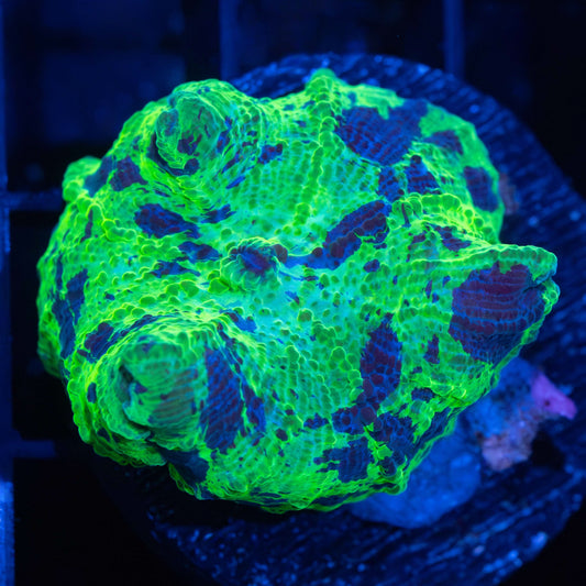 Large Kryptonite Mushroom Coral 