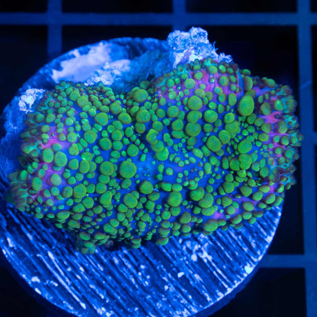 XL Lava Lamp Mushroom Coral
