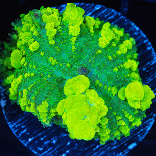 XL Lemon Lime Bounce Mushroom 1.5"+