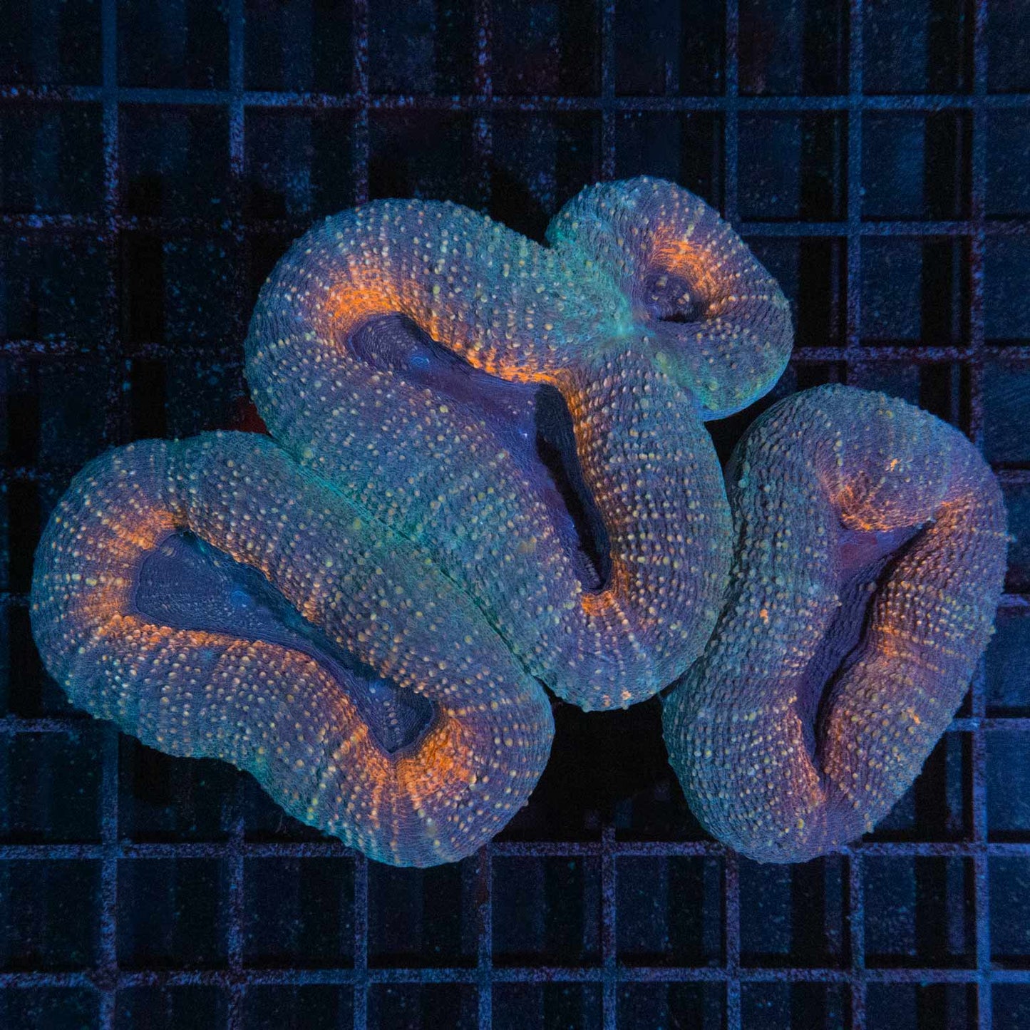 4 Color Lobo Colony 5" (actually Acan Pachysepta)