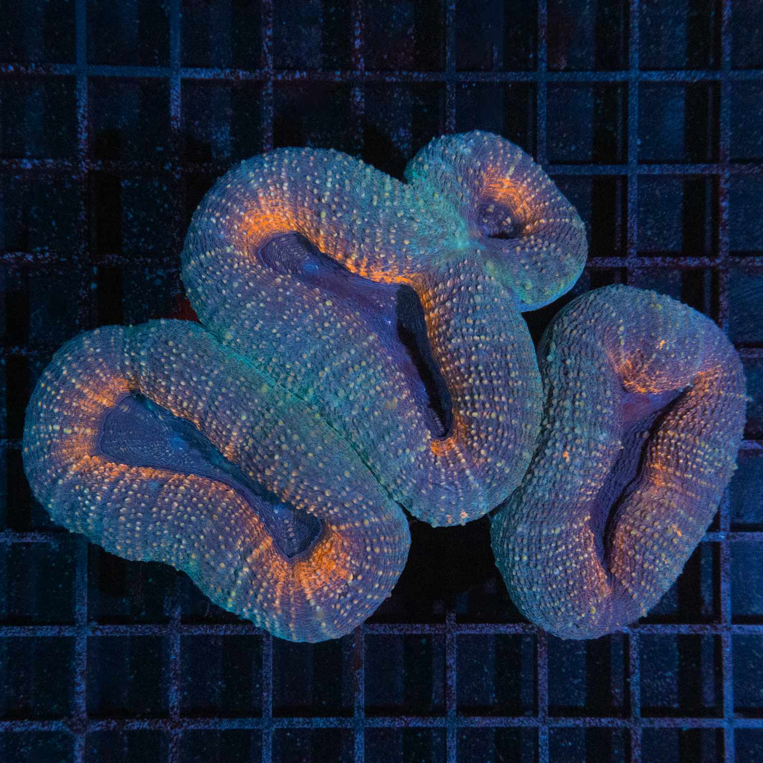 4 Color Lobo Colony 5" (actually Acan Pachysepta)