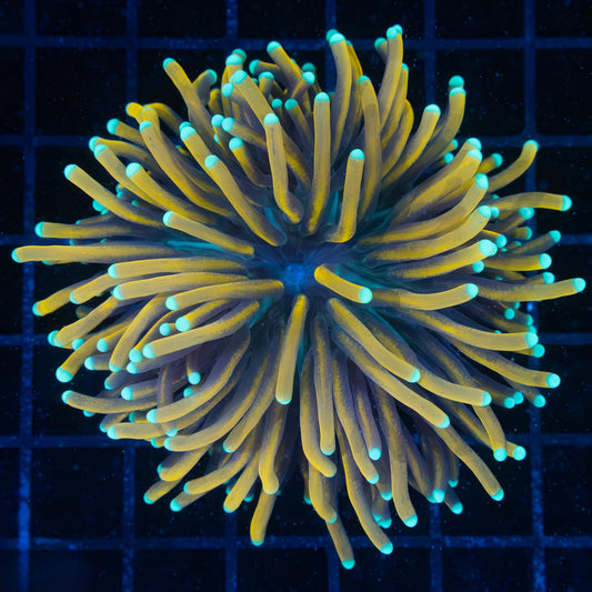 Large Banana Torch Coral