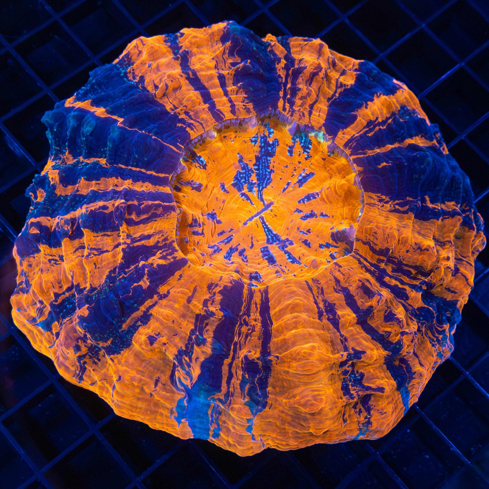 XL Acanthophyllia (Very Bright) 6"