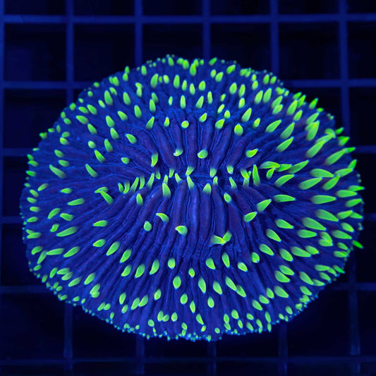 Large Neon Tentacle Plate Coral 3"