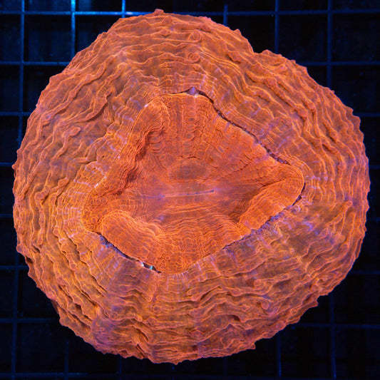 Neon Orange Acantho 4.5"