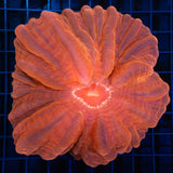 XL Orange Cynarina