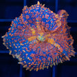 Large Orange Rhodactis Mushroom