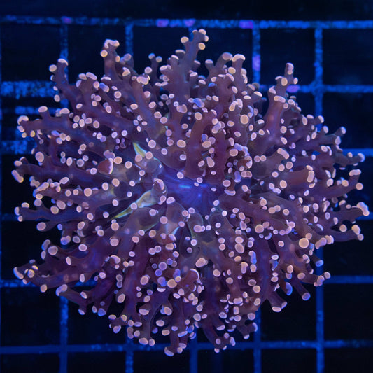 Large Peach Branch Frogspawn Coral 3.75"