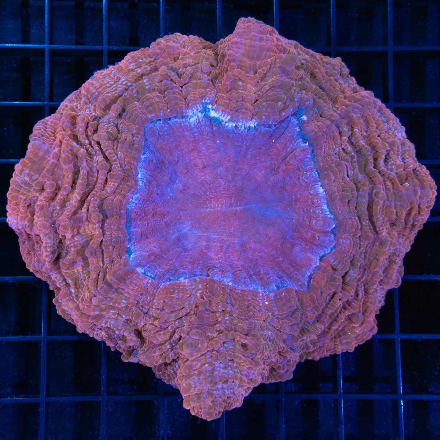 Pink Acanthophyllia 4.75"