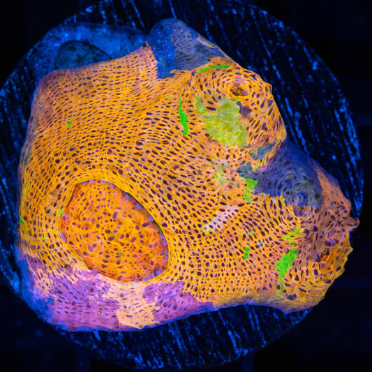 Large Rainbow Confusion Chalice (On 1.5" XL Plug)