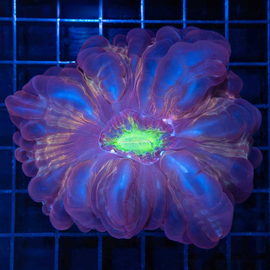 Large Rainbow Cynarina
