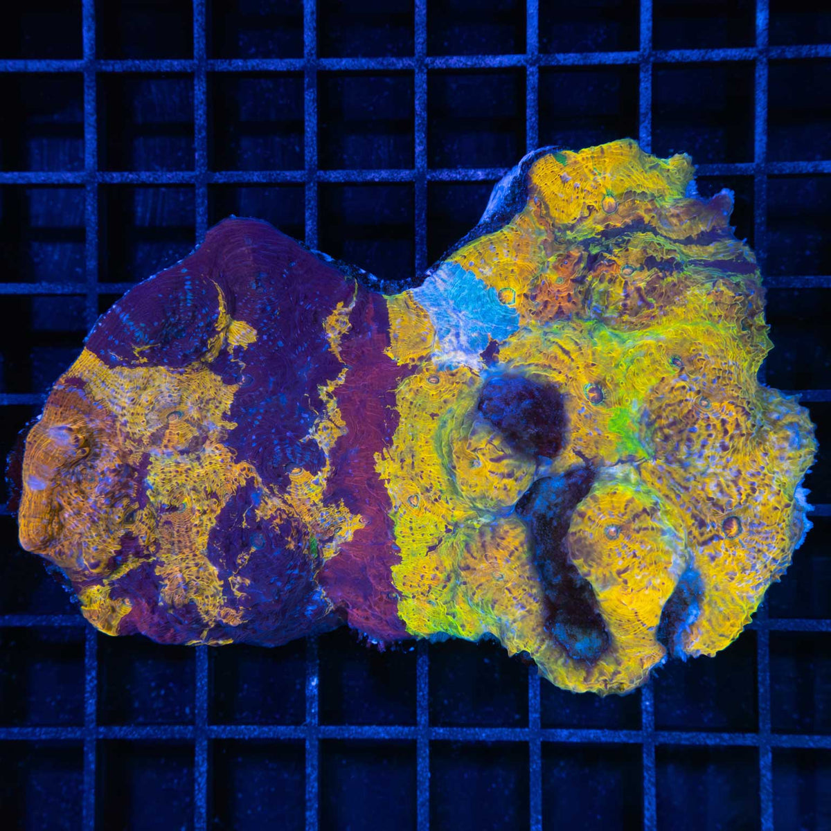 Rainbow Goku Chalice Colony