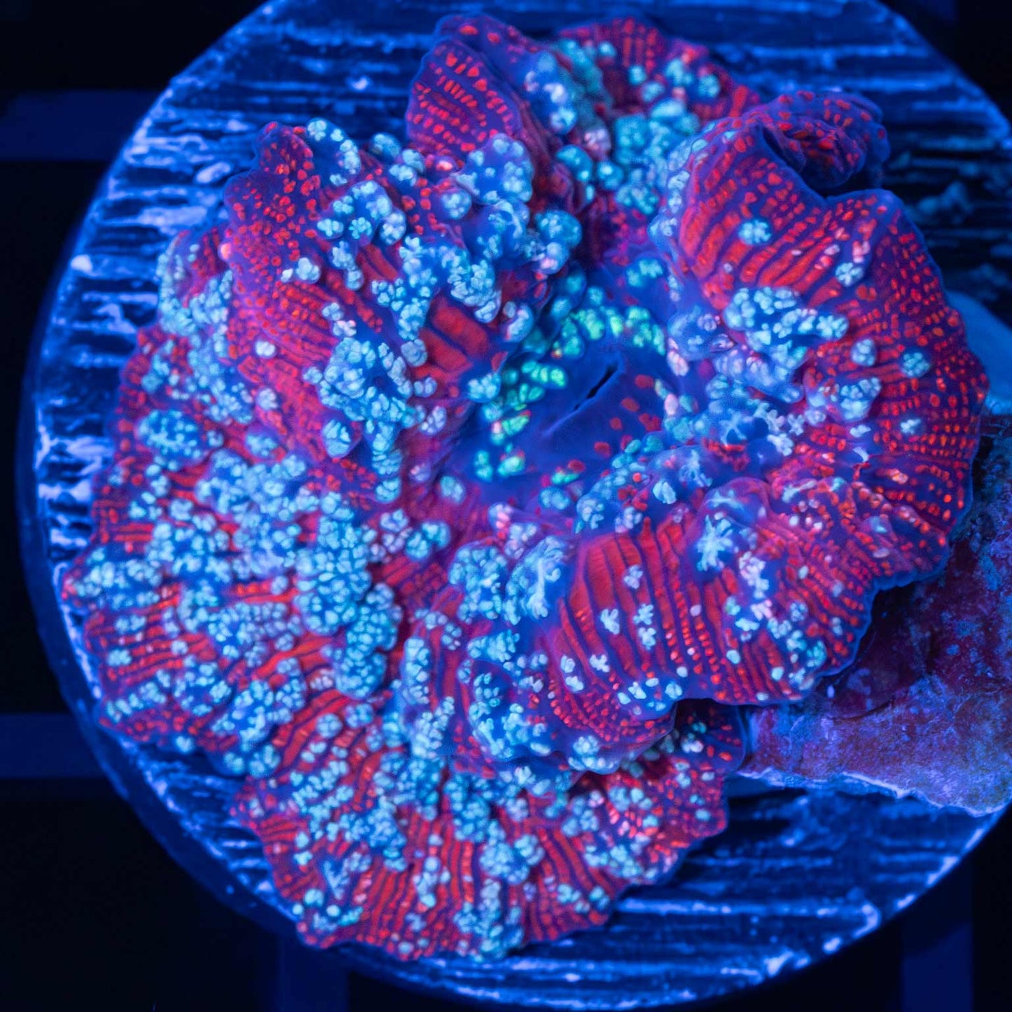 Large Ultra Red Devil Mushroom
