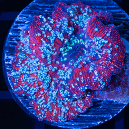 Large Ultra Red Devil Mushroom