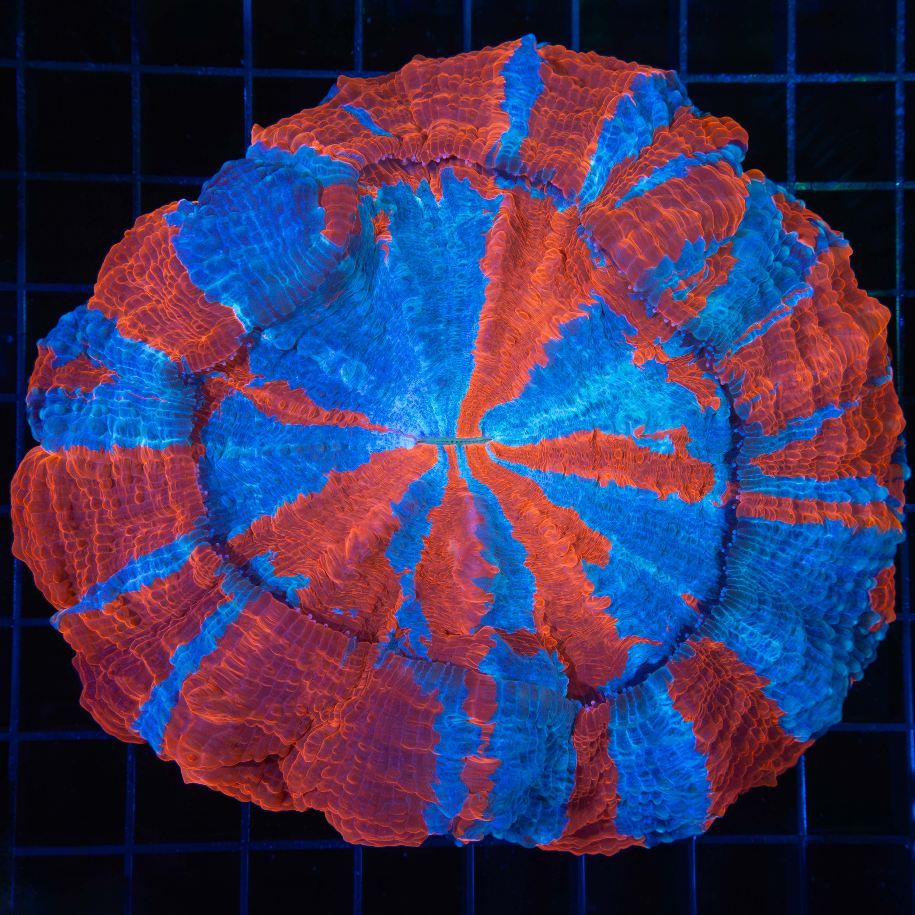 LPS Corals for Sale | Large Polyp Stony Corals | Lucky Corals