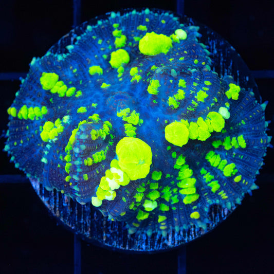 XL Ultra Uranium Bounce Mushroom