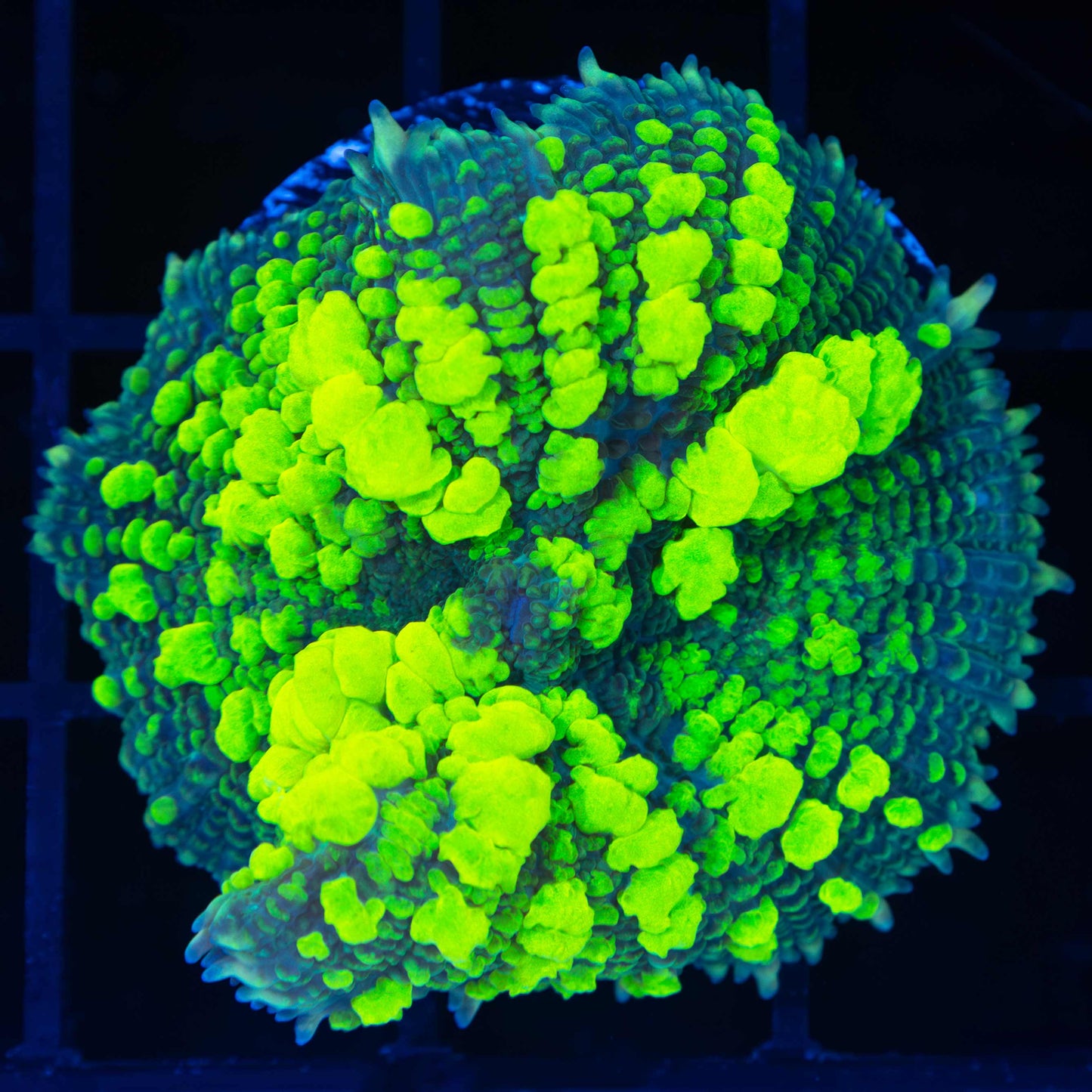 XL Ultra Uranium Bounce Mushroom 1.5"+