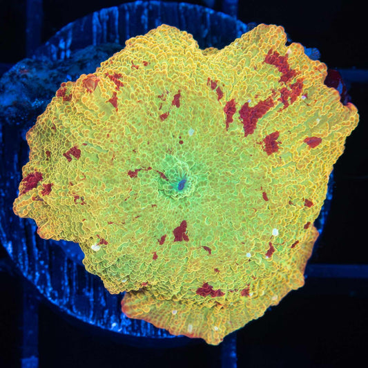 Jawbreaker with with white bubbles