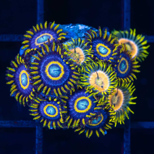 Laser Lemon / Blue Hornet Zoa (12 Polyps)