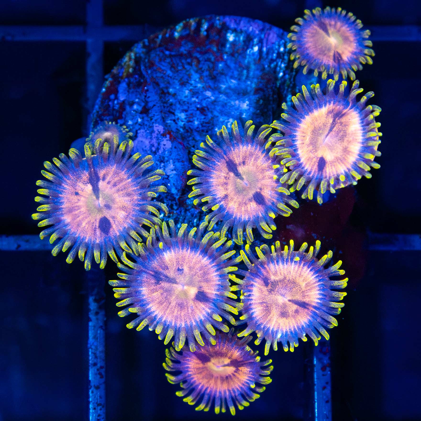 Laser Lemon Zoa (7P)