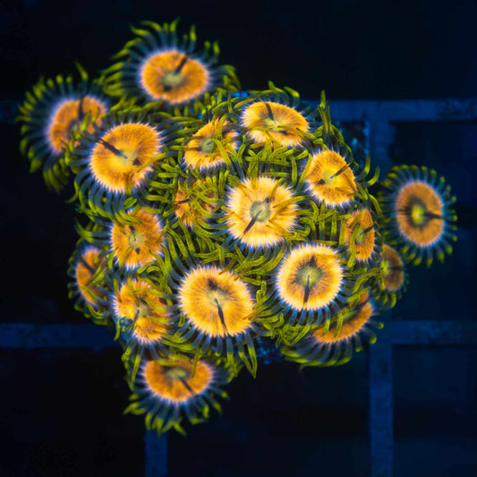 Laser Lemon Zoa  Colony