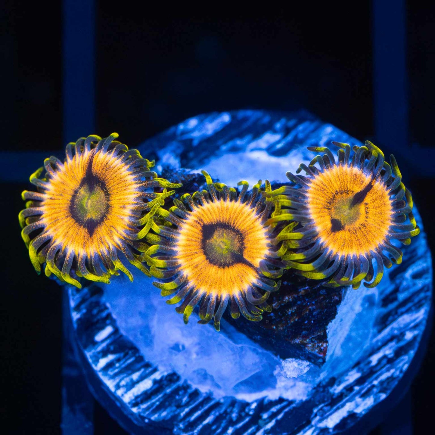 Laser Lemon Zoa (3 polyps)