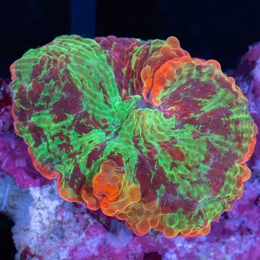 Lava Rim Eclectus Mushroom Coral