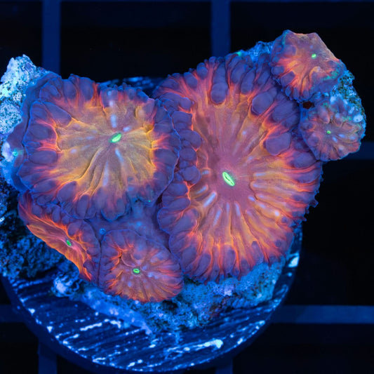 Flaming Orange Purple Blasto Colony