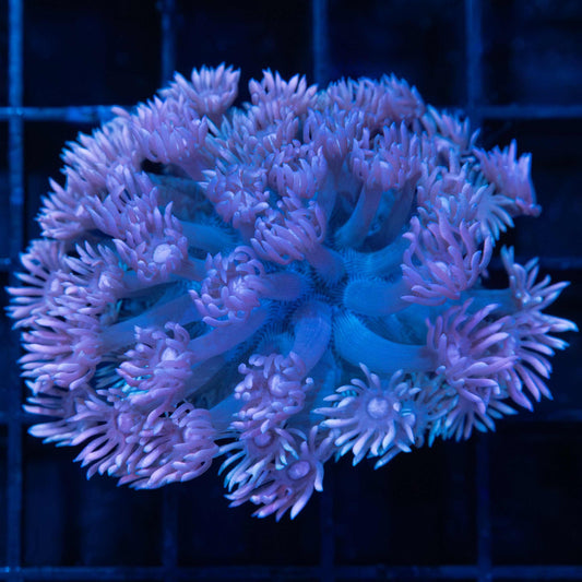 Purple Blue Goni Mini Colony