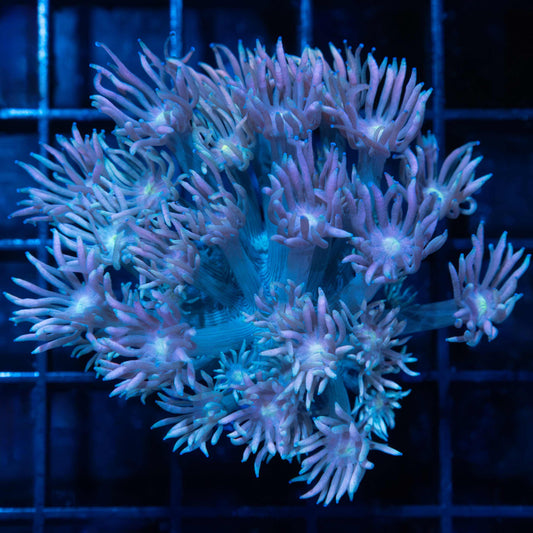 Purple Blue Goni Mini Colony