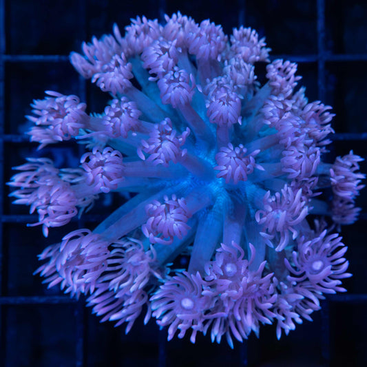 Purple Blue Goni Colony 2.75"