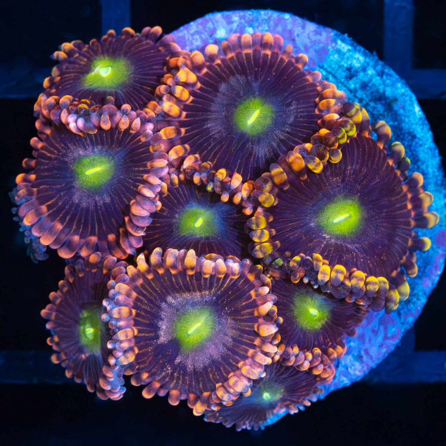 LC Antimatter Zoa