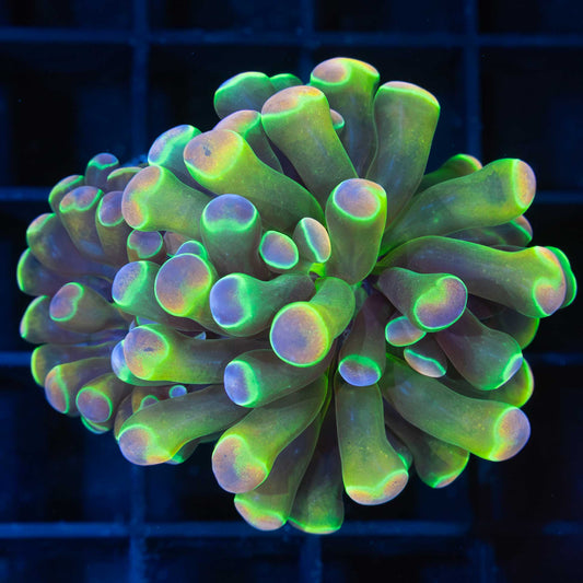 2 Heads LCK Rainbow Hologram Hammer (Tank Grown)