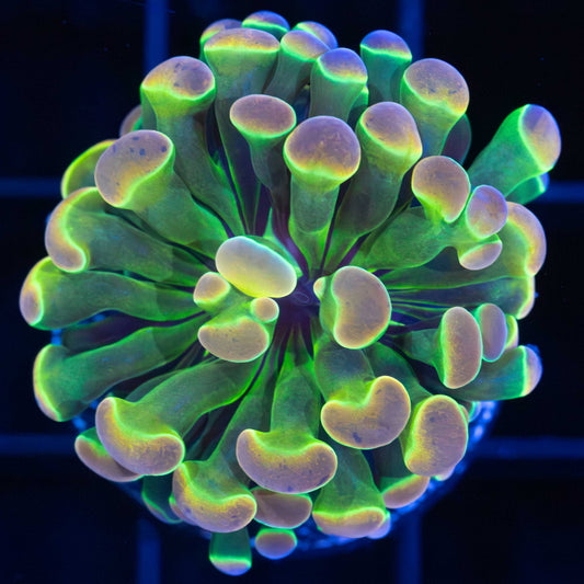 LCK Rainbow Hologram Hammer (Tank Grown)