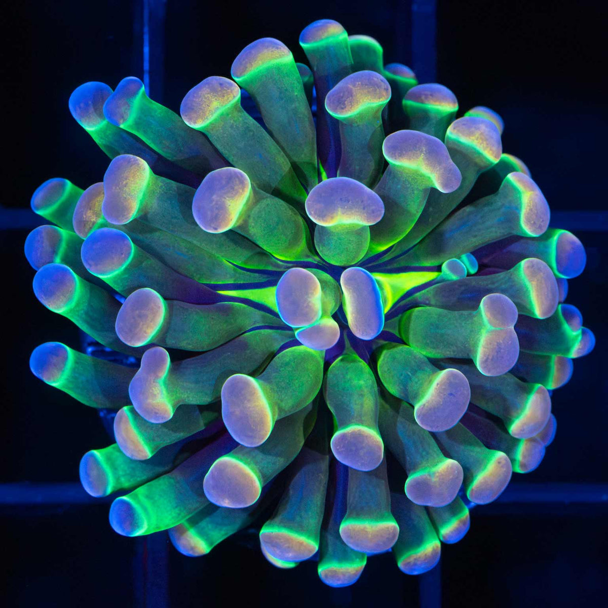 LCK Rainbow Hologram Hammer Coral