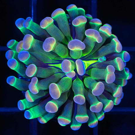 LCK Rainbow Hologram Hammer Coral