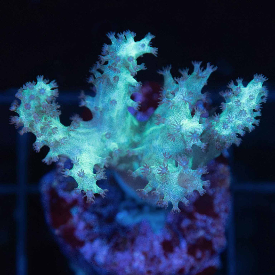 Leather Corals for sale Leather coral care Lucky Corals