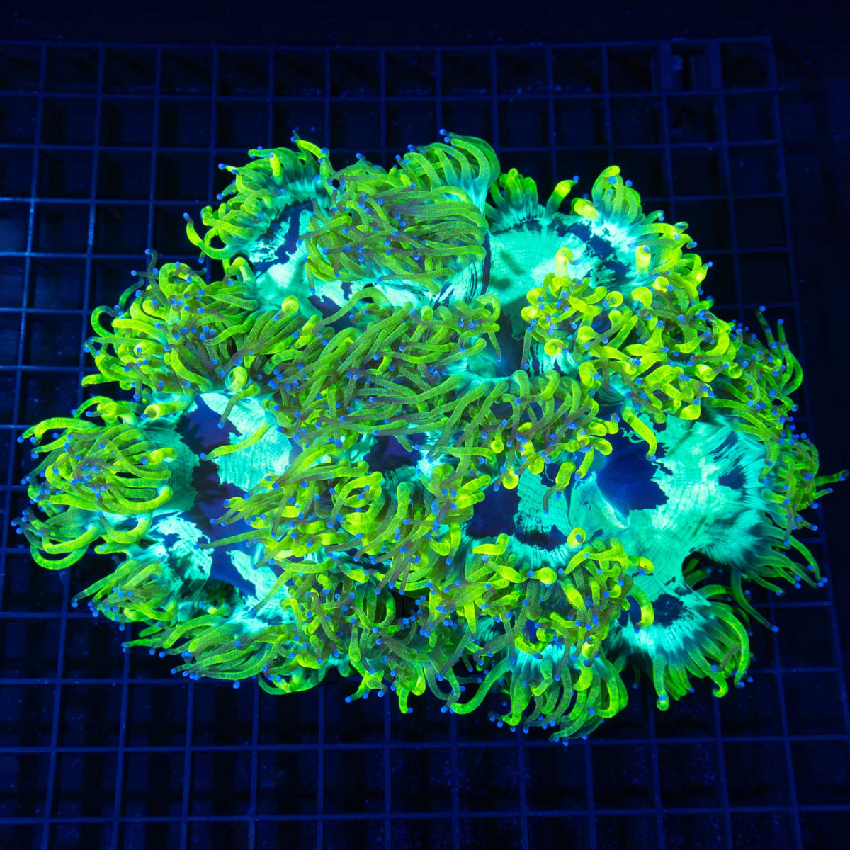 Lemon Drop Elegance Coral 9"