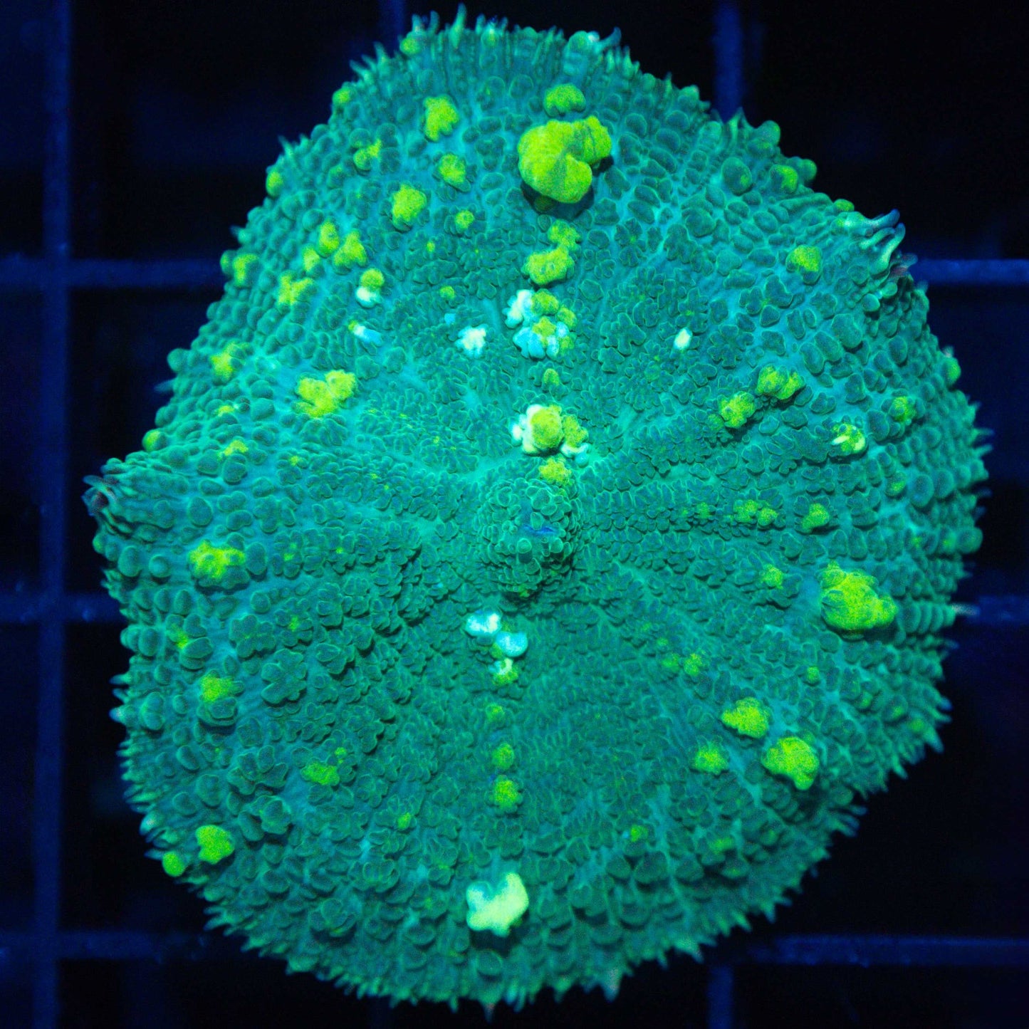 XL Lemon Lime Bounce Mushroom