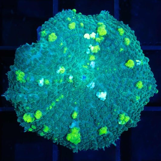 Large Lemon Lime Bounce Mushroom